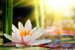 background lotus flower 124857454